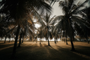 trees